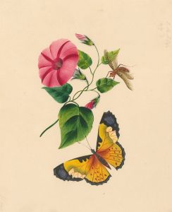Fine 1840 Botanical Watercolour - Red Ipomoea Flower with Yellow Butterfly