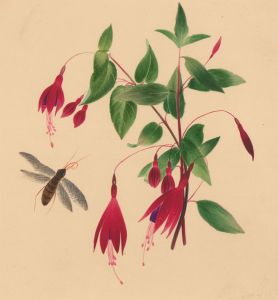 Fine 19th Century Botanical Watercolour - Fuchsia Flowers and Moth