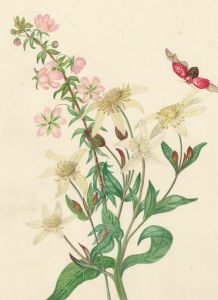 Fine 19th Century Botanical Watercolour - Blossom Flowers and Red Insect