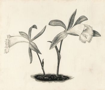 Glyn Morgan (1926-2015) - Signed 1956 Scratchboard, Pleione Pricei, Orchid