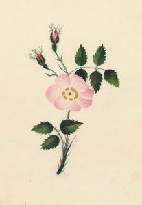 19th Century Watercolour - Page From a Victorian Scrapbook, Floral Study