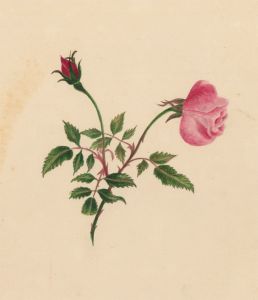 19th Century Watercolour - Page From a Victorian Scrapbook, Rose