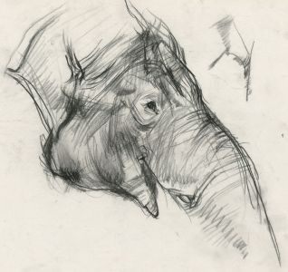 Brian Liddle - Contemporary Charcoal Drawing, Study of an Elephant
