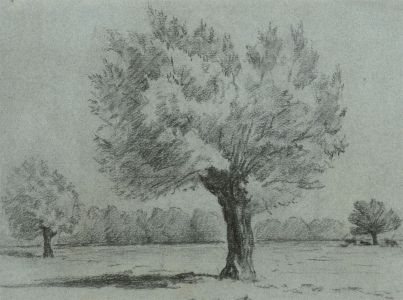Fine Late 19th Century Charcoal Drawing - Willow Tree in Landscape