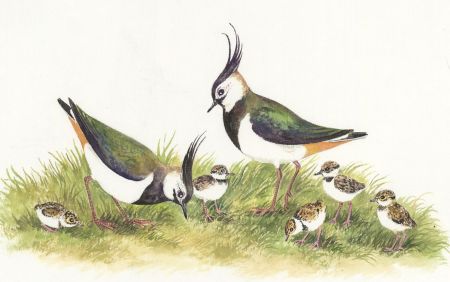 Frances Fry - Contemporary Watercolour, Peewits and Chicks