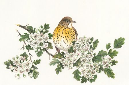 Frances Fry - Contemporary Watercolour, Bird on a Blossoming Tree