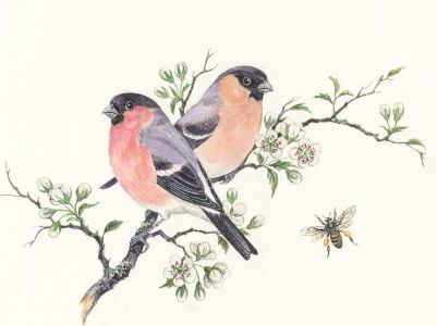 Frances Fry - Contemporary Watercolour, Study of Birds