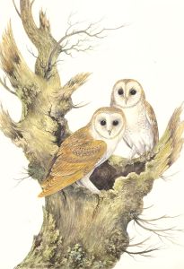 Frances Fry - Contemporary Watercolour, Barn Owls