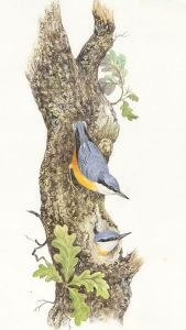 Frances Fry - Contemporary Watercolour, Blue Tits