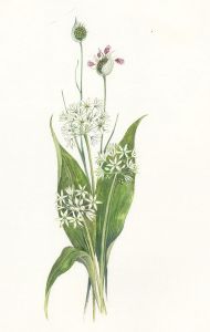 Frances Fry - Contemporary Watercolour, Floral Study