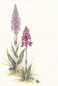 Frances Fry - Contemporary Watercolour, Floral Study