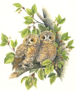 Frances Fry - Signed Contemporary Watercolour, Two Owls in a Tree