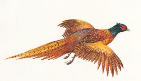 Frances Fry - Contemporary Watercolour, Pheasant in Flight