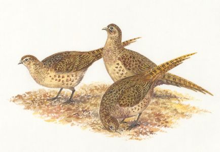 Frances Fry - Contemporary Watercolour, Pheasants