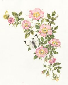 Frances Fry - Contemporary Watercolour, Rosebush and Butterfly