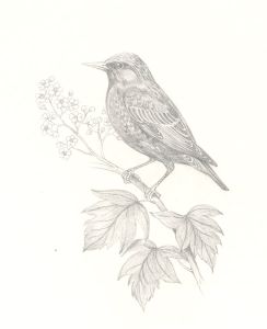 Frances Fry - Contemporary Graphite Drawing, Starling on Wild Service Tree