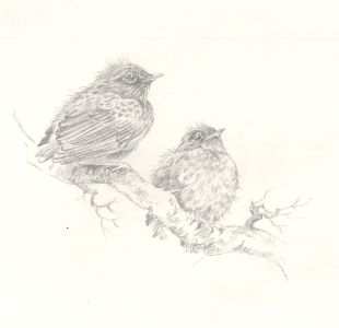 Frances Fry - Contemporary Graphite Drawing, Studies of Birds on a Branch