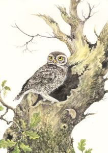 Frances Fry - Contemporary Watercolour, Owl