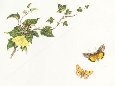 Frances Fry - Contemporary Watercolour, Floral and Butterfly Studies