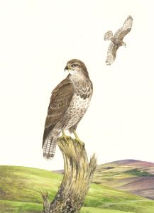 Frances Fry - Contemporary Watercolour, Hawks in a Landscape