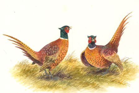 Frances Fry - Contemporary Watercolour, Pheasants
