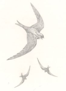 Frances Fry - Contemporary Graphite Drawing, Birds in Flight