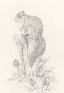 Frances Fry - Contemporary Graphite Drawing, Squirrel on a Tree Stump