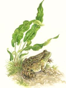 Frances Fry - Contemporary Watercolour, Frog