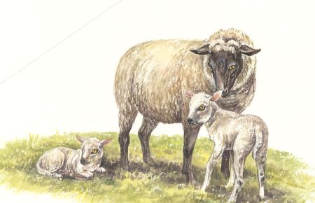 Frances Fry - Contemporary Watercolour, Sheep and Lamps
