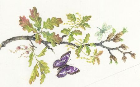Frances Fry - Contemporary Watercolour, Butterflies and Oak Branch