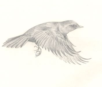 Frances Fry - Contemporary Graphite Drawing, Bird in Flight