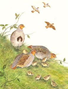 Frances Fry - Contemporary Watercolour, Partridges and Chicks