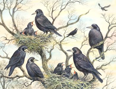Frances Fry - Contemporary Watercolour, Crows Nests