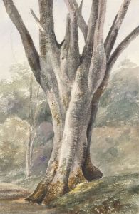 c.1860 Watercolour - Beech Tree, Hampstead