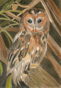 Signed Mid 20th Century Pastel - Owl on a Branch