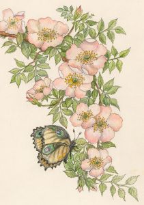 Contemporary Pen and Ink Drawing - Butterfly and Clematis