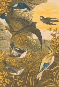 Alexander Francis Lydon (1836-1917) - Set of Eight Lithograph Book Plates, Birds