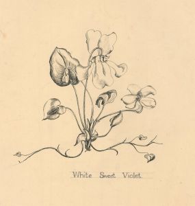 Early 20th Century Pen and Ink Drawing - White Sweet Violet