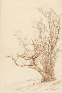 English School 1872 Pen and Ink Drawing - Hazel Tree at Rydal Park