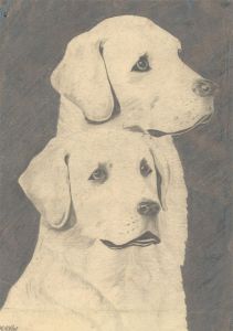 H. Klims - Early 20th Century Graphite Drawing, Labrador Retrievers