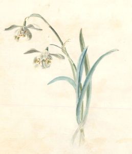 M.E. Bladeen - Fine Mid 19th Century Watercolour, Botanical Study of Daffodils