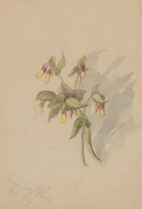 Margaret (Daisy) George - 1874 Watercolour, Study of a Flower from San Remo