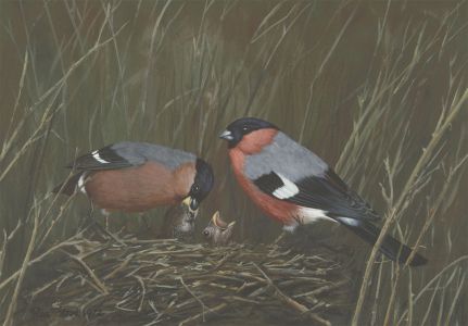 Rex Flood - Signed 1972 Gouache, Bullfinches and Chicks