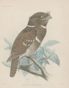 Joseph Smit (1836-1929) - Hand Coloured Lithograph, Philippine Frogmouth Bird