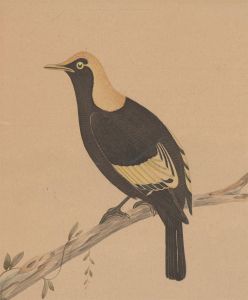 Neville Henry Penniston Cayley (1853-1903) - Watercolour, A Regent Bowerbird