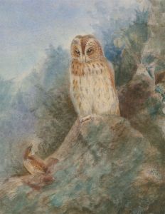 English School 19th Century Watercolour - An Owl and a Finch