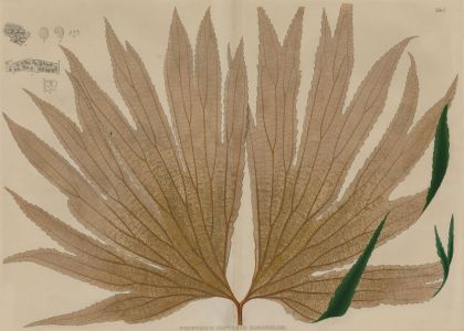 Late 19th Century Engraving - Botanical Study