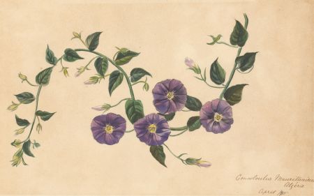 English School Late 19th Century Watercolour - Botanical Study