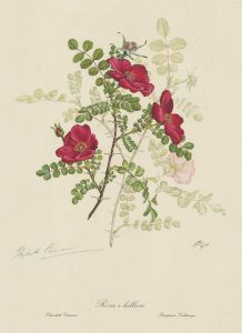Elizabeth Cameron (1915-2009) - Set of Three Digital Prints, Botanical Studies
