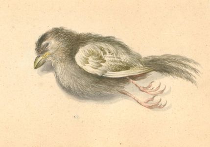 William Kilburn (1745-1818) - Signed 1809 Watercolour, Study of Dead Bird